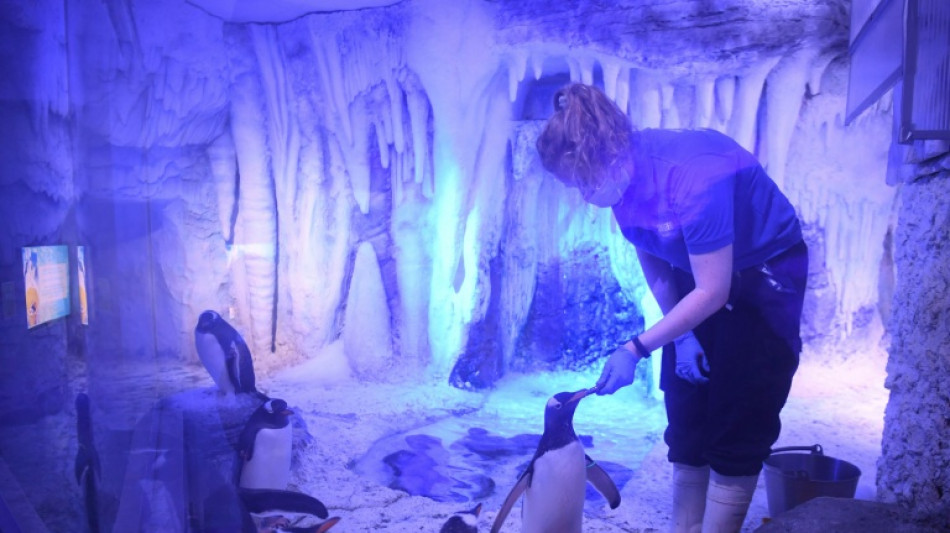 'It's un-British': lawmakers raise concerns about aquarium penguins