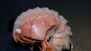 Nelle profondit&agrave; del Pacifico scoperte 24 specie di crostacei