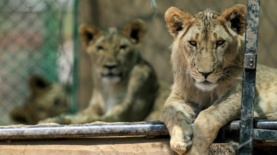 Un pu&ntilde;ado de voluntarios, al rescate de los leones en Sud&aacute;n