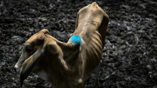 El Ni&ntilde;o trae una &eacute;poca de "vacas flacas" a los mercados de ganado de El Salvador