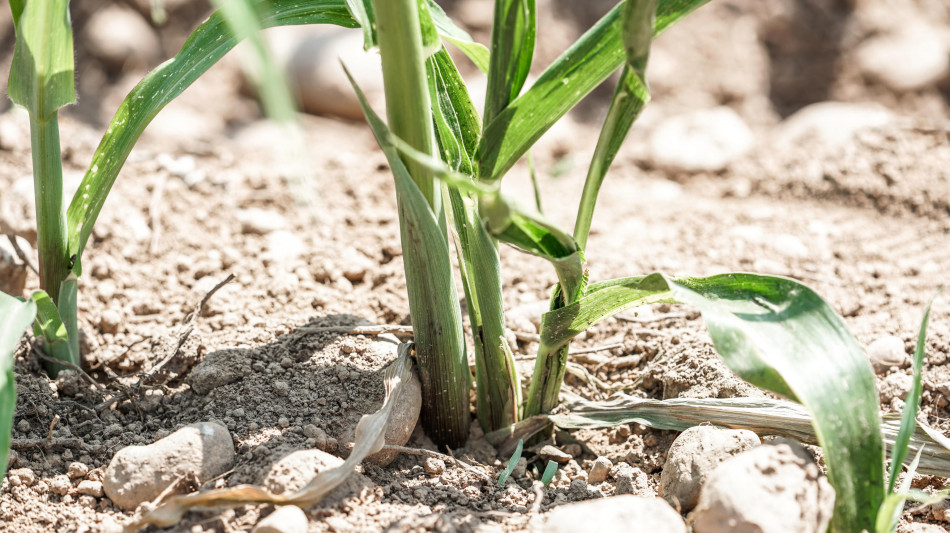 Intercettati i dialoghi tra foglie, fusto e radici di una pianta sotto stress