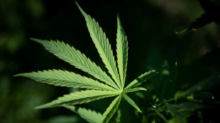 Cannabisplantage mit 400 Pflanzen: Zwei Festnahmen in Nordrhein-Westfalen