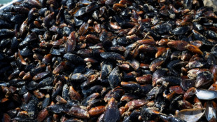 Aquakultur: Muschelproduktion steigt stark um 42,1 Prozent