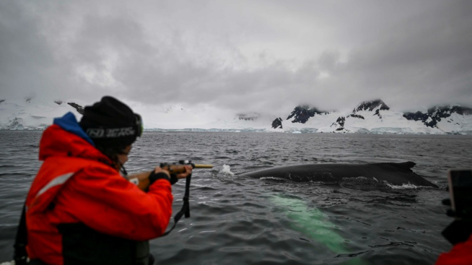 Biopsias con rifle rastrean mercurio en mam&iacute;feros en la Ant&aacute;rtida